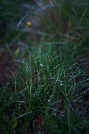 Foto de La hierba cubierta de rocío, fondo de la planta - Imagen libre de derechos