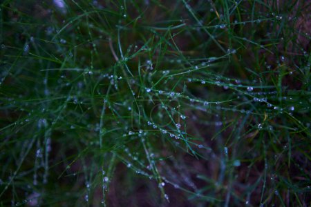 Photo for The grass covered with dew, plant background - Royalty Free Image