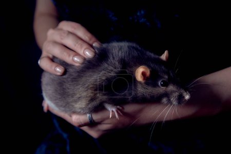 berkshire standard rat cuddles with its owner
