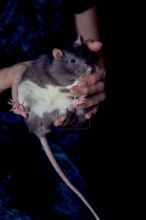      Berkshire Standard-Ratte kuschelt mit ihrem Besitzer                          