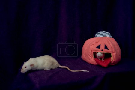 an  albino standard rat hides in the bed house in the shape of a pumpkin                 