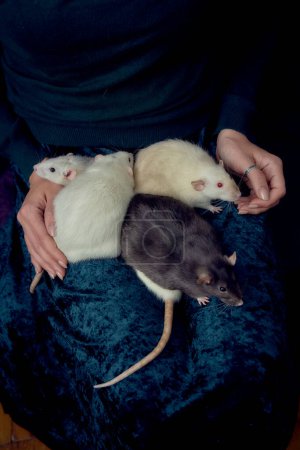 femme tient tous ses cinq rats dans ses mains