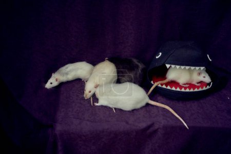           rats animaux curieux courir autour du lit, une maison en forme de requin                     