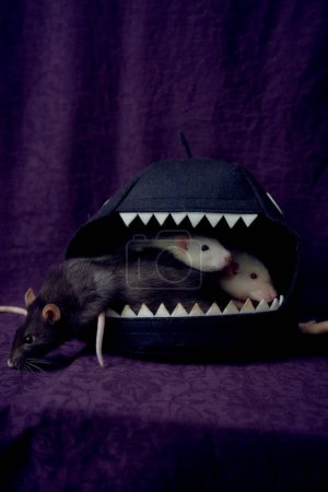           inquisitive pet rats run around the bed, a house in the shape of a shark                     