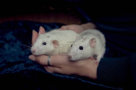an   albino  standard rat and albino standard rat cuddles with theie owner                               