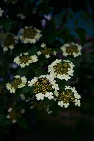 viburnum flower, famille des moschatels, Adoxaceae