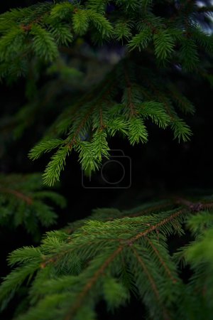 spruce branches, plant background, texture
