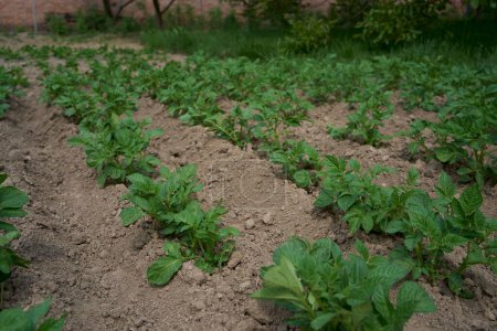      die Kartoffelsträucher wachsen im offenen Boden                          