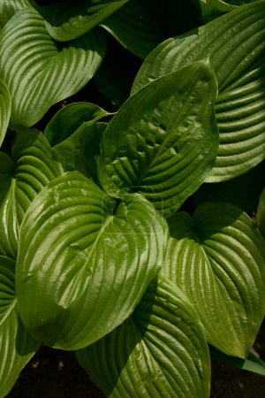 Hosta plantaginea in rauem Licht, pflanzlicher Hintergrund