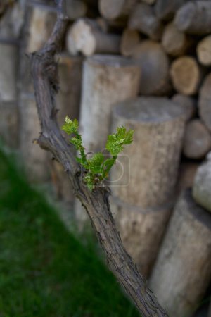  green sprouts of grapes on the background of a woodshed