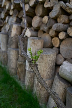  grüne Triebe von Trauben auf dem Hintergrund eines Holzschuppens