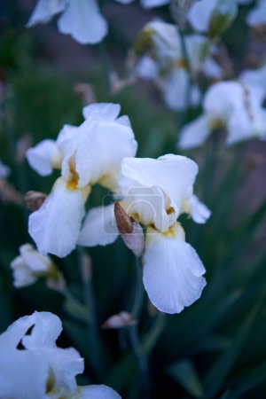 irises grow in the garden in the evening, blue hour