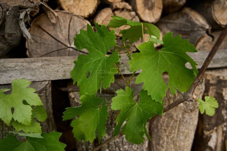        green sprouts of grapes on the background of a woodshed                         