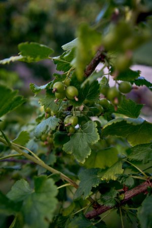 unripe berries of a hybrid of currant and gooseberry, yoshta, in the garden