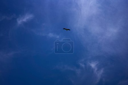 a stork circling in the sky on a summer day with white cirrus clouds