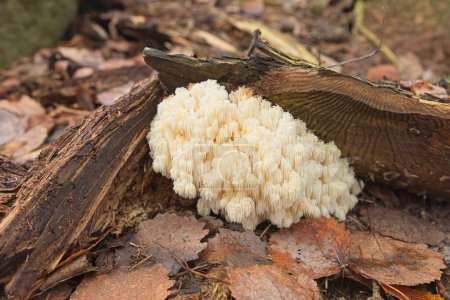 Foto de Primer plano del hongo comestible de los dientes de coral (hericium coralloides) creciendo en la rama arbórea caída en otoño. - Imagen libre de derechos