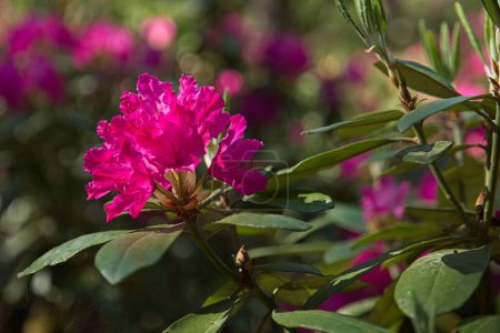 Photo for Blooming flowers at Haaga Rhododendron Park in summer, Helsinki, Finland. - Royalty Free Image