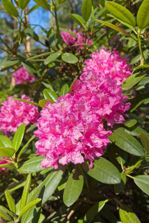 Photo for Blooming flowers at Haaga Rhododendron Park in summer, Helsinki, Finland. - Royalty Free Image