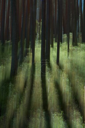 Intentional camera movement (ICM) of forest trees and grass in spring, Pijnne, Finland.