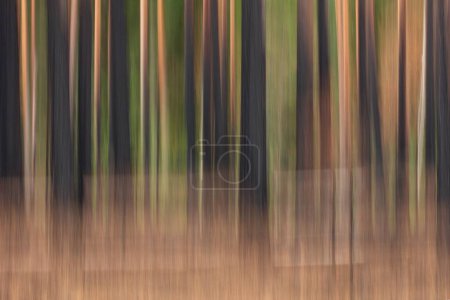 Intentional camera movement (ICM) of tree trunks in forest after fire at Katikankanjoni canyon in summer, Seitseminen National Park, Finland.