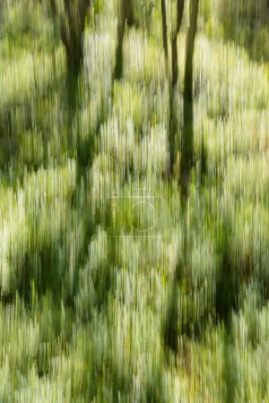 Intentional camera movement (ICM) of forest trees and grass in summer, Mikkelinsaaret, Finland.