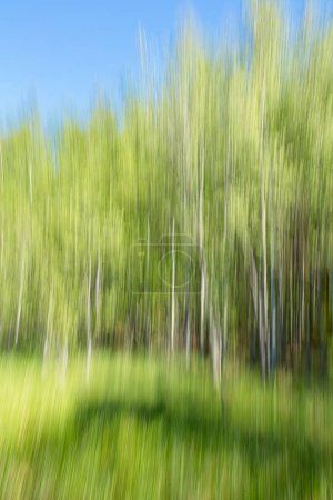 Intentional camera movement (ICM) of forest trees in sunny spring weather, Pijnne, Finland.