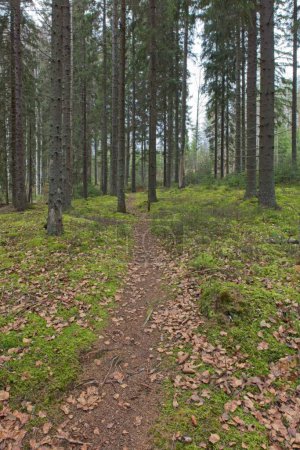 Trail through trees in autum forest, Kelvenne, Pijnne National Park, Finland.