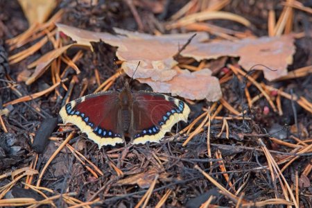 Closeup of Mourning Cloak Butterfly (Nymphalis antiopa) perched on the ground with wings open.