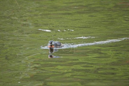 Grèbe à bec étroit (Podiceps grisegena) nageant dans son habitat naturel.