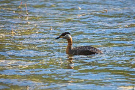 Photo for Red-necked grebe (Podiceps grisegena) swimming in its natural habitat. - Royalty Free Image