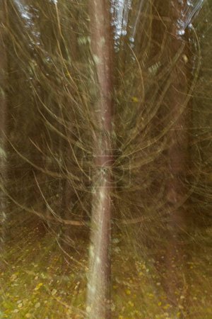 ICM Intentional camera movement with long exposure of leafless tree with leaves on the ground in autumn.