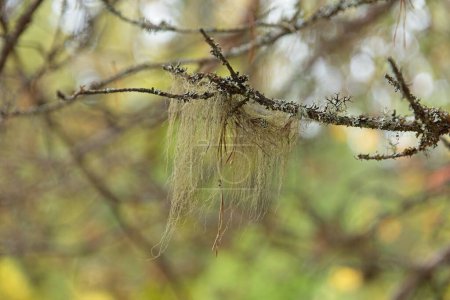 Closeup of beard moss or usnea lichen on a tree branch in forest.