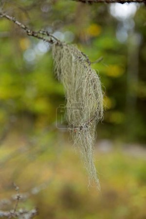 Closeup of beard moss or usnea lichen on a tree branch in forest.