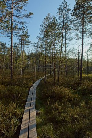 Wooden hiking trail at Valkmusa National Park in summer, Pyht, Finland.