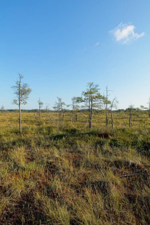 Bog landscape at Valkmusa National Park in summer, Pyht, Finland.