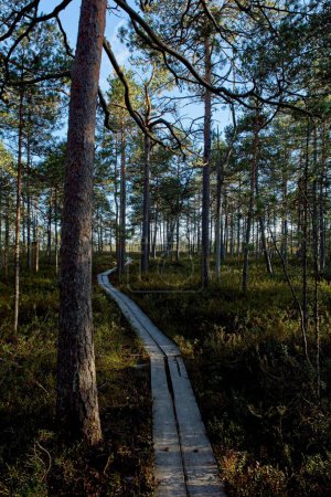 Wooden hiking trail at Valkmusa National Park in summer, Pyht, Finland.