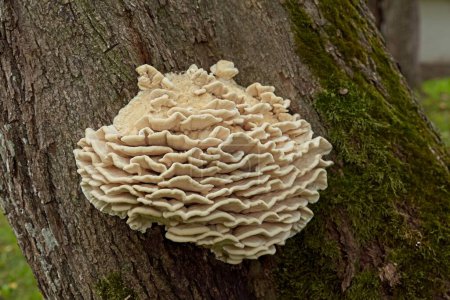 Closeup view of a group of limacodon septentrionalis, commonly known as the northern tooth fungus or the white rot fungus that causes rot on a tree trunk in summer.