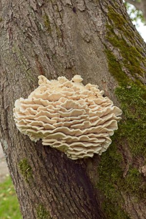 Closeup view of a group of limacodon septentrionalis, commonly known as the northern tooth fungus or the white rot fungus that causes rot on a tree trunk in summer.