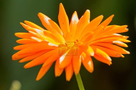 Calendula officinalis, die Topfblume, die Gemeine Ringelblume, die Rötelblume, Mariengold oder Schottische Ringelblume, ist eine blühende Pflanze aus der Familie der Margeriten Asteraceae. 