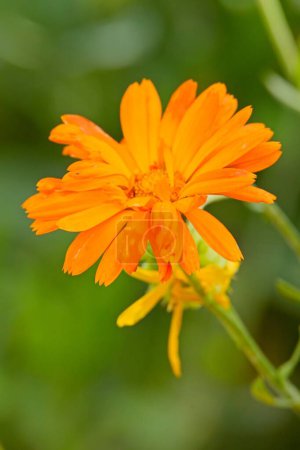 Primer plano de Calendula officinalis, la caléndula de olla, caléndula común, mechones, oro de María o caléndula escocesa, es una planta con flores en la familia Asteraceae. 