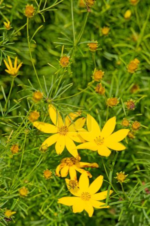 Closeup of Coreopsis verticillata is a North American species of tickseed in the sunflower family. It is found primarily in the east-central United States.