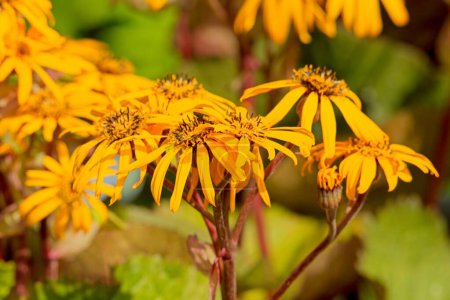 Closeup of Ligularia dentata, the summer ragwort or leopardplant, is a species of flowering plant in the genus Ligularia and the family Asteraceae, native to China and Japan.
