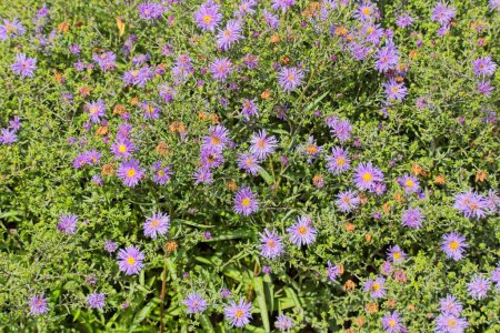 Closeup of Symphyotrichum novi-belgii, also known as New York aster, is a species of flowering plant.