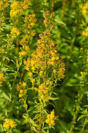 Closeup of Goldenrod (solidago cutleri), also known as Cutlers goldenrod, is a clump-forming perennial wildflower. 