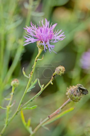 Closeup of Centaurea stoebe, the spotted knapweed or panicled knapweed, is a species of Centaurea native to eastern Europe.