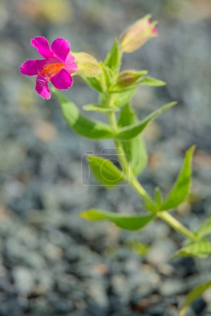 Téléchargez les photos : Closeup of Erythranthe cuprea est une espèce de fleur de singe également connue sous le nom commun flor de cobre. Il était autrefois connu sous le nom de Mimulus cupreus. - en image libre de droit