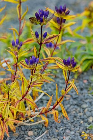 Closeup of Gentiana clausa, one of several plants with the common name "bottle gentian", is a flowering plant in the Gentianaceae family.