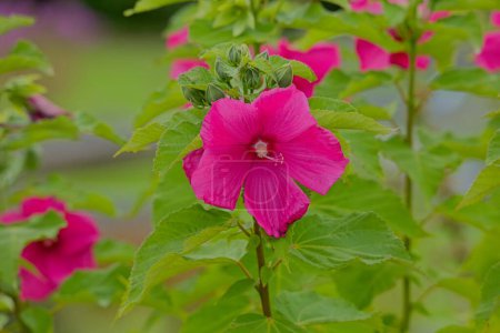 Photo for Closeup of Hibiscus mutabilis, also known as the Confederate rose, Dixie rosemallow, cotton rose or cotton rosemallow. Native to southern China. - Royalty Free Image