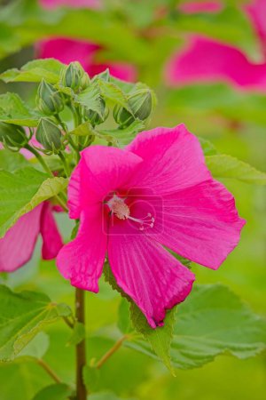 Primer plano de Hibiscus mutabilis, también conocida como rosa confederada, rosa Dixie rosemallow, rosa de algodón o rosa de algodón. Originaria del sur de China.