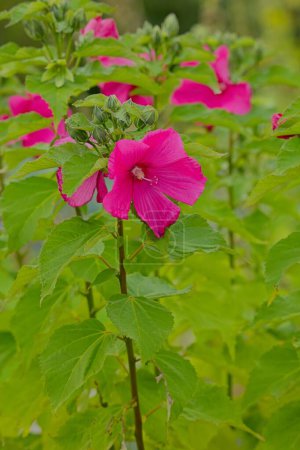 Primer plano de Hibiscus mutabilis, también conocida como rosa confederada, rosa Dixie rosemallow, rosa de algodón o rosa de algodón. Originaria del sur de China.